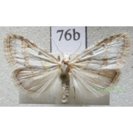 Nola aerugula (Hübner, 1793) Czech76b